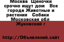 Москва! Щеночки срочно ищут дом - Все города Животные и растения » Собаки   . Московская обл.,Жуковский г.